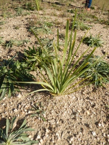 Lomandra with plantain growing near it
